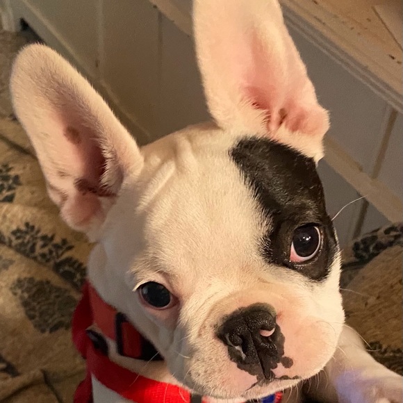 Meet your Posher, Nicole - Picture 1 of 2